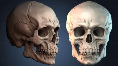 3D модель Модель черепа человека (STL)