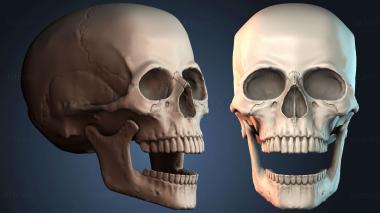 3D модель NESTANDART_4086 (STL)