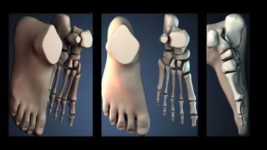 3D model Anatomical Foot (STL)