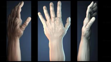 3D модель NESTANDART_4299 (STL)