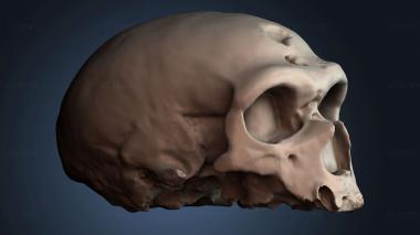 3D модель NESTANDART_4413 (STL)