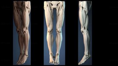 3D модель NESTANDART_4439 (STL)