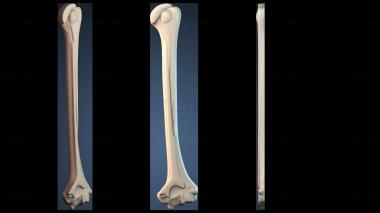 3D model NІZHKA_0950 (STL)