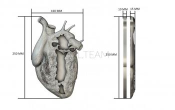 3D модель Сердце в разрезе (STL)