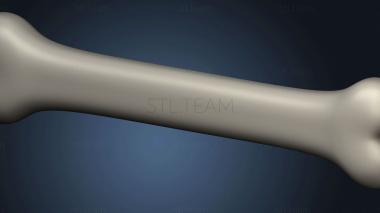 3D model Bone (STL)