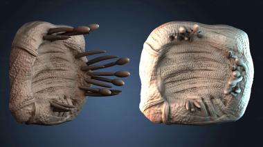 3D model PANNO_HUDOZHNO_5452 (STL)