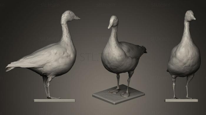 3D model Greater white fronted goose Anser albifrons (STL)