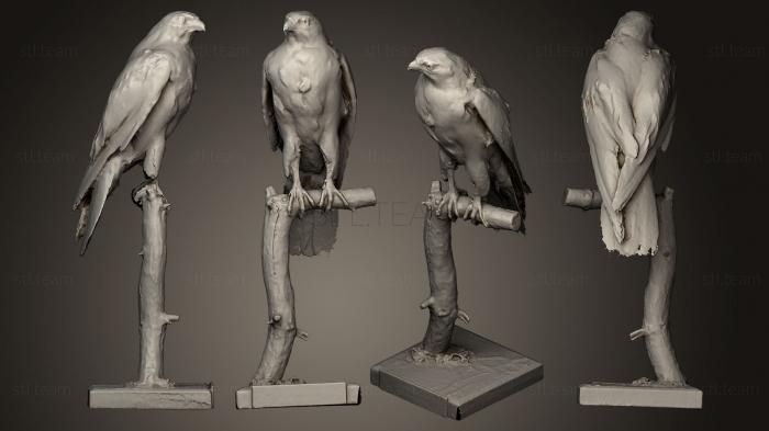 3D model Sokol sthovav Falco peregrinus E (STL)