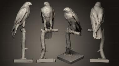 3D model Sokol sthovav Falco peregrinus E (STL)