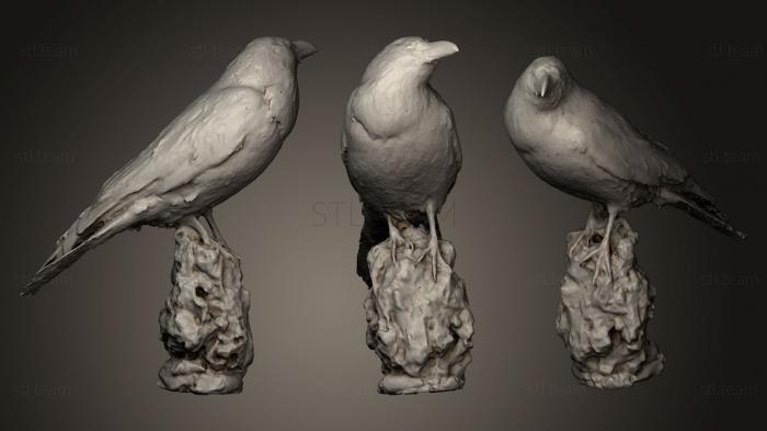 3D model Common raven Corvus corax (STL)