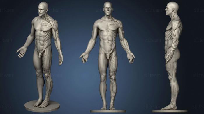 Anatomy reference