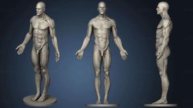 3D model Anatomy reference (STL)