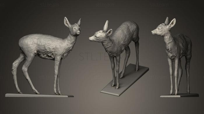 3D model Deer doe Capreolus capreolus (STL)