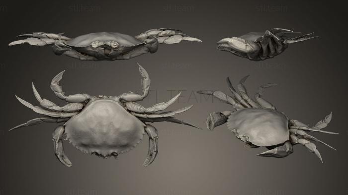 Статуэтки животных Dungeness Crab From the West Coast of Canada
