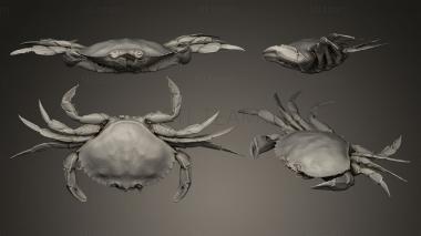 3D model Dungeness Crab From the West Coast of Canada (STL)