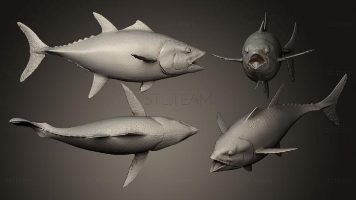 3D model Bluefin tuna Thunnus thynnus (STL)