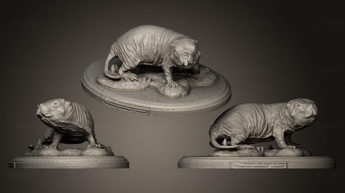 3D model Naked Mole Rat RA Wscan (STL)