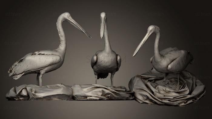 3D модель Американский белый пеликан (STL)