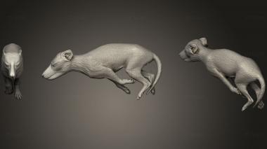 3D model Baby Thylacinus Cynocephalus (STL)