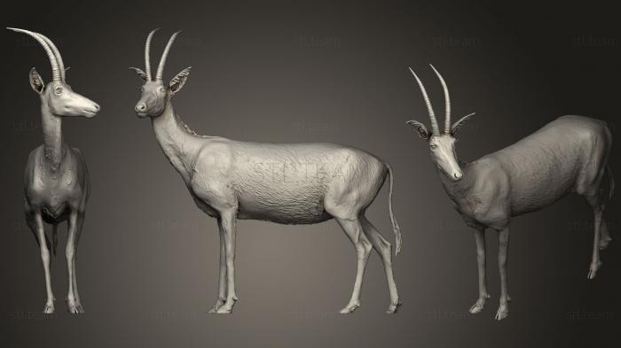 3D model Blue Antelope By Natural History Museum Of Vienna (STL)