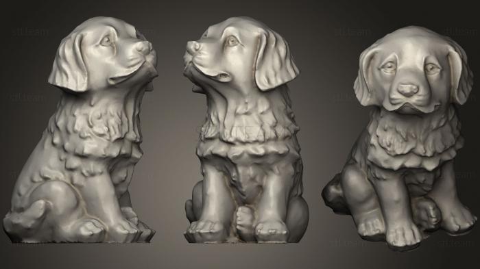 3D модель Щенок собаки (золотистый ретривер Голден Дудл) (STL)
