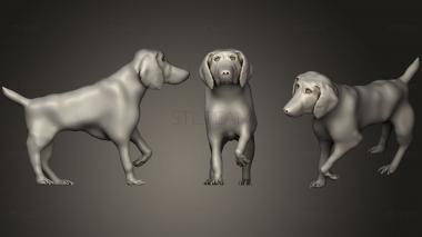 3D model German Shorthair Pointer Gsp (STL)