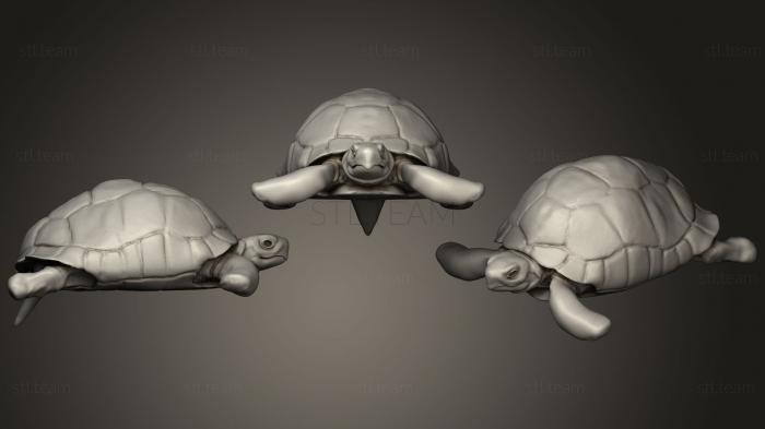 3D модель Черепаха Германна WIP 3 (STL)