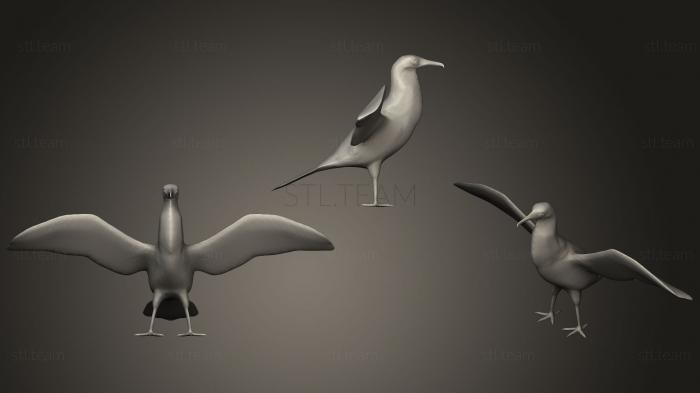 3D model Magnificent Frigatebird (STL)