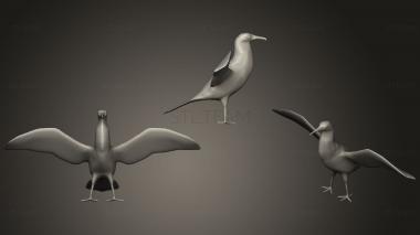 3D model Magnificent Frigatebird (STL)