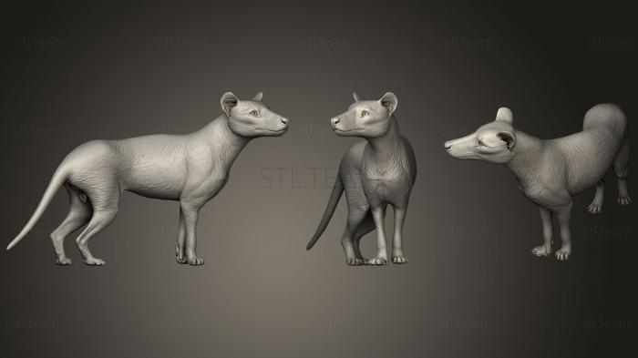 3D model Male Thylacine or Thylacinus Cynocephalus 2 (STL)