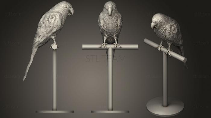 3D model Parrot Conuro del Sole (STL)