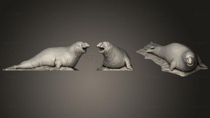 3D модель Южный морской слон, Музей естественной истории Вены (STL)