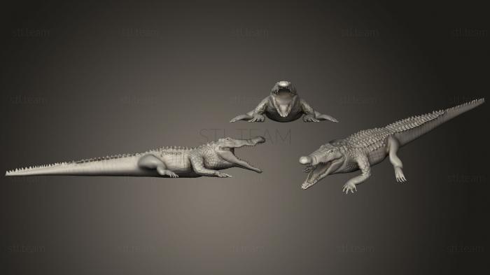 3D модель Совершенная анатомия крокодила (STL)