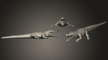 3D model The Ultimate Croc Anatomy (STL)