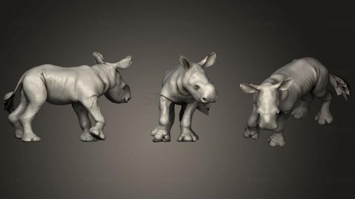 Поза младенца белого носорога