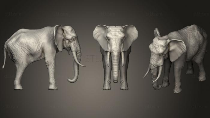 3D model African elephant male (STL)