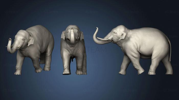3D модель Азиатский слон 2 (STL)