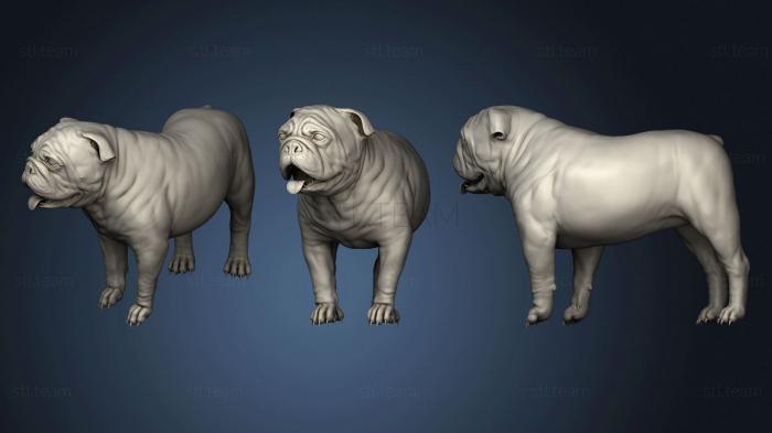 3D model Baxter the English Bulldog (STL)