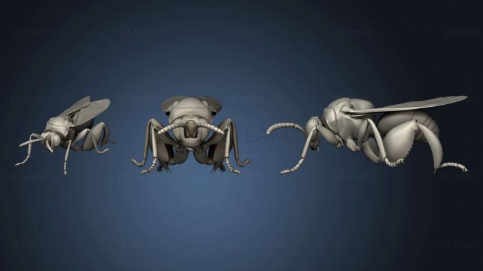 3D model Beetle 7 001 (STL)