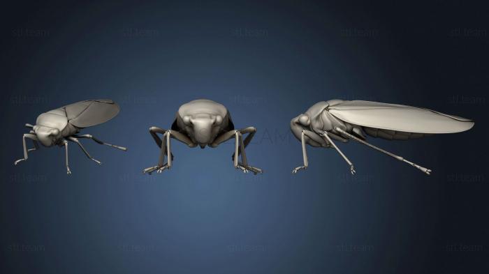 Beetle 8 002