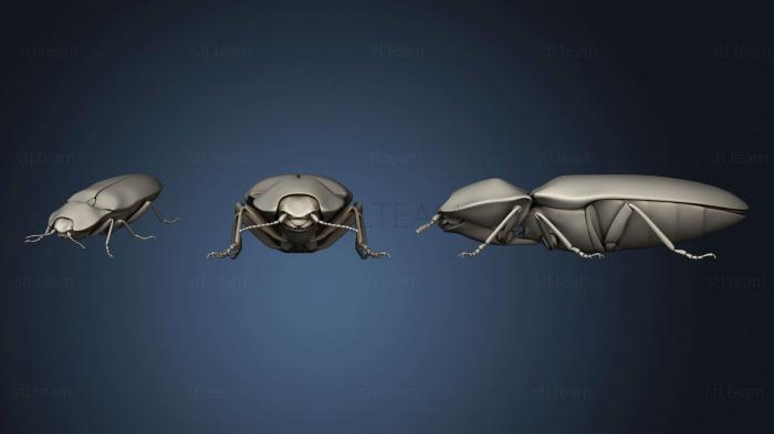 Beetle 9 002