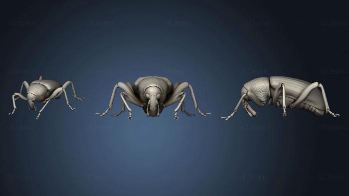 3D model Beetle 12 002 (STL)
