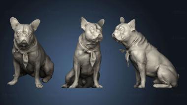 3D model BULLDOG FRANCES PET (STL)