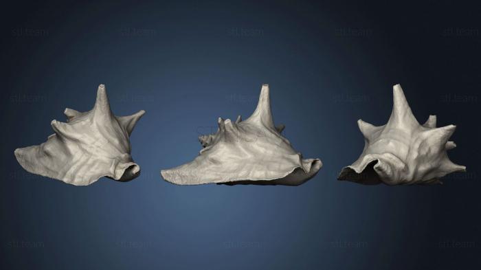 3D model Conch Shell (STL)