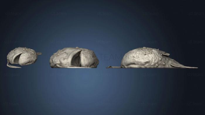 3D model Dead Anglerfish (STL)