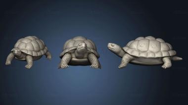 3D model Festering Swamp Turtle (STL)