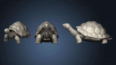 3D model Giant Tortoise 2 (STL)