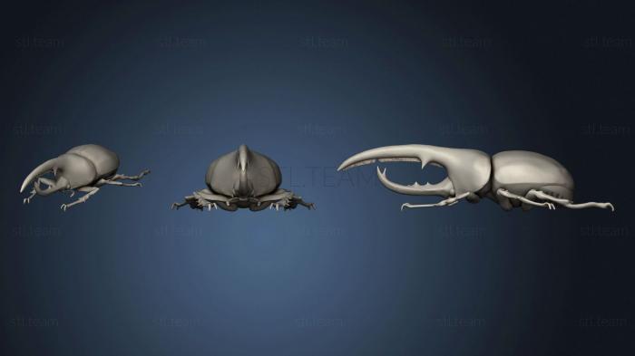 3D model Hercules Beetle (STL)
