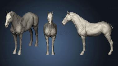 3D model Horse Anatomy (STL)