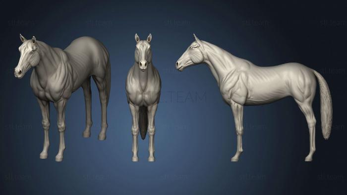3D model Horse Basemesh Vol 01 (STL)